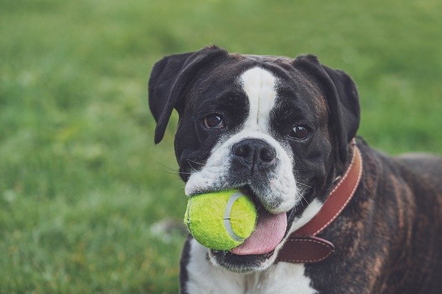 子犬が噛む理由とは しつけはいつから ブリーダーナビ