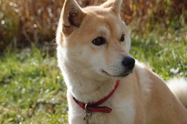 豆柴を飼いたい 値段は 性格は 成犬はどれくらい大きくなるの ブリーダーナビ