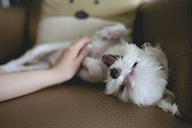 意味がある 犬が仰向けやお腹を見せる理由とは ブリーダーナビ