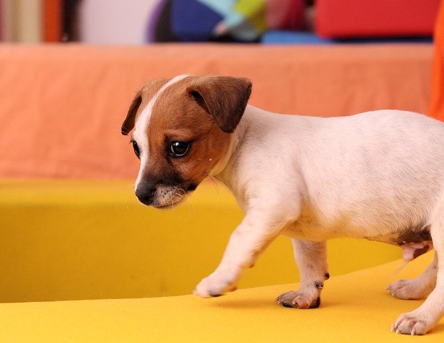 飼い主様の声 ミックス犬を飼うときに気を付けたほうがいいこと ブリーダーナビ