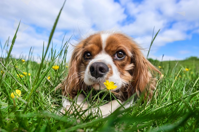 腰振る犬のマウンティングとは？やめさせるには？