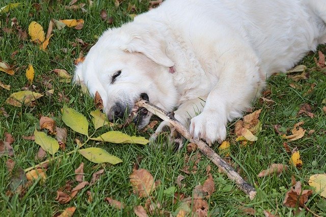 犬が甘噛みする意味って？心理としつけ方