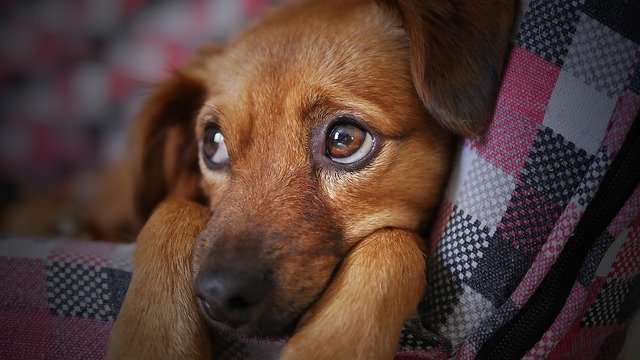 犬は泣くの？涙は流す？理由について