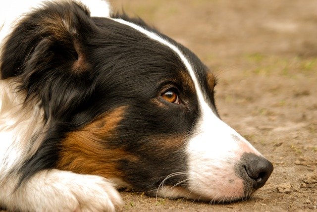 【初心者向け】ボーダーコリーの飼い方やしつけ方は？