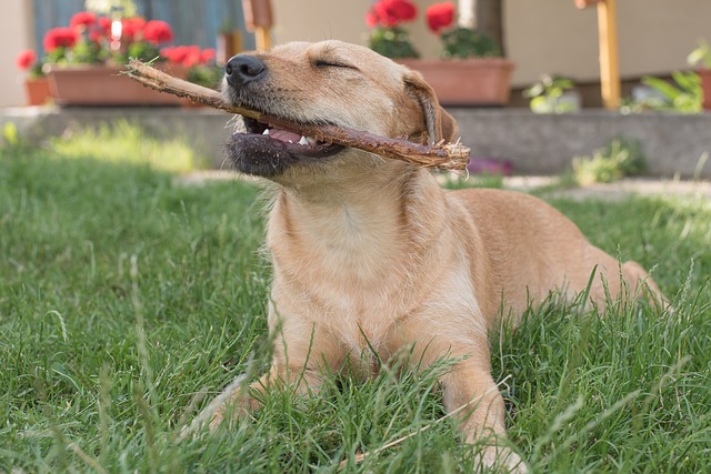 犬の噛み癖の治し方って？正しいしつけ方法