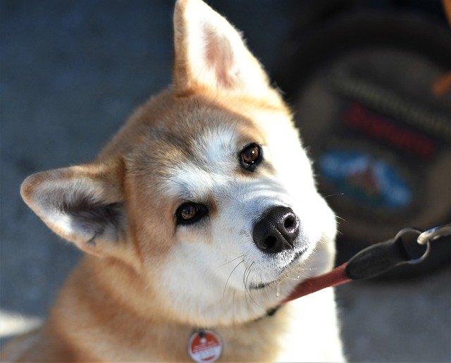 秋田犬ってどんな犬種 大きさ 性格 柴犬との違いなどを紹介 ページ 2 ブリーダーナビ