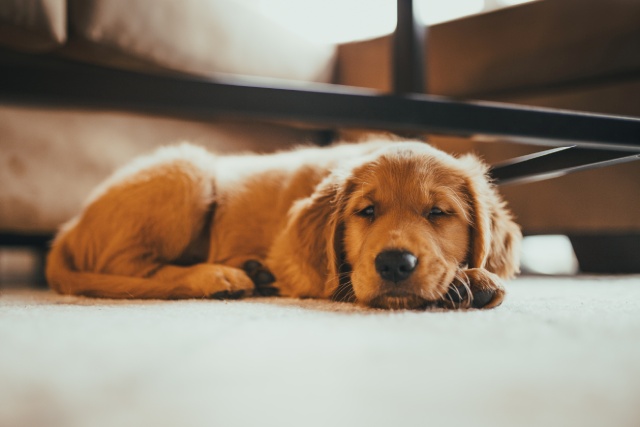 室内犬とは？メリットとデメリット