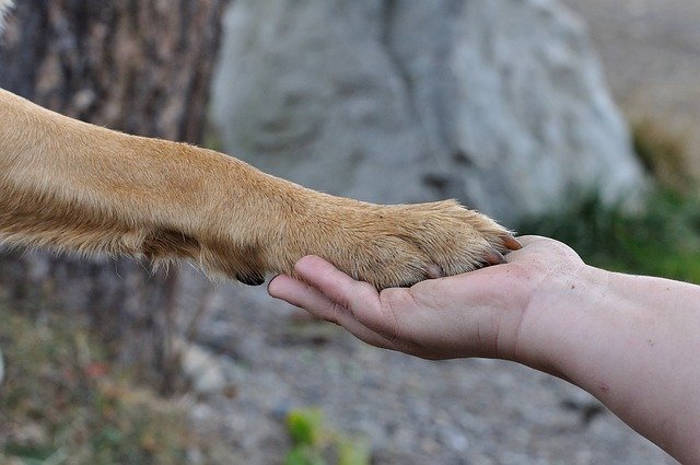 犬のお手やおかわりの教え方は？