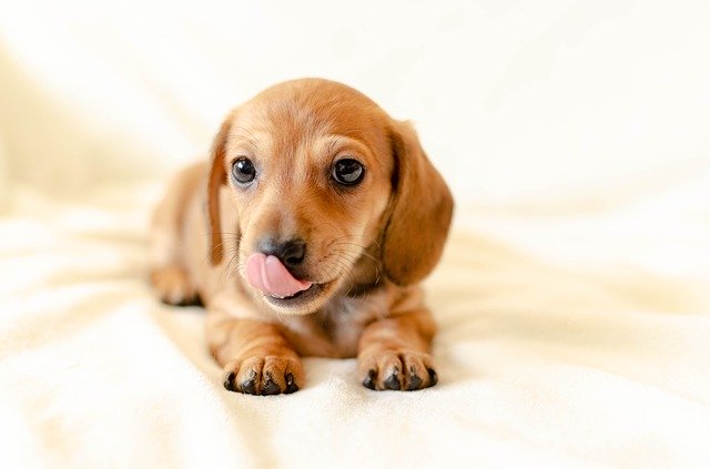 止まら 犬 ない ペロペロ 愛犬のペロペロが止まらない？！舐める場所で犬の気持ちを判別できる