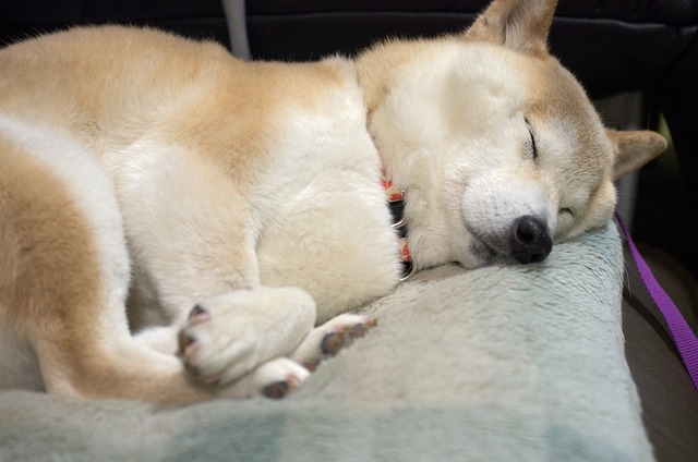 海外でも人気 かわいい柴犬の魅力とは 飼い主さんの声もご紹介