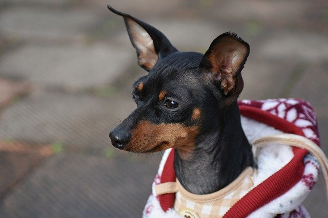 初心者にも飼いやすい犬は おすすめ15種をご紹介 ブリーダーナビ