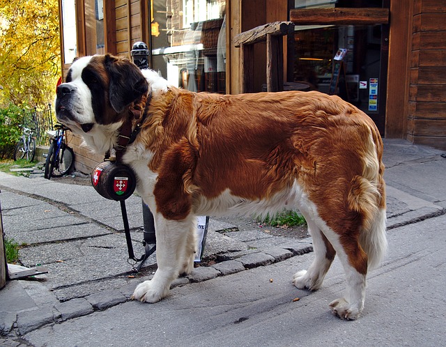 世界最大級 超大型犬 の種類一覧 ブリーダーナビ
