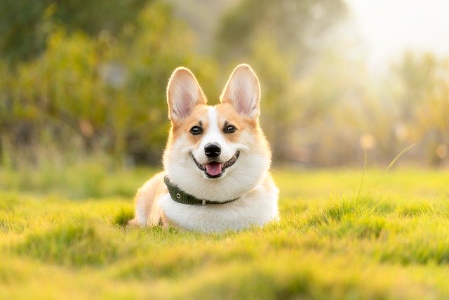 人気の飼いやすい中型犬は おすすめ9種をご紹介 ブリーダーナビ