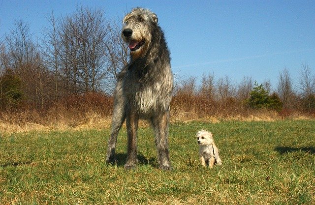 イケメン かっこいい犬種とは 17選 ブリーダーナビ