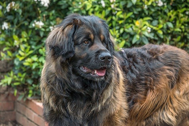 最も大きい 超大型犬 の種類一覧 ブリーダーナビ