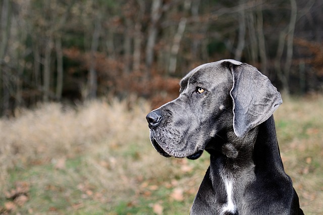 イケメン かっこいい犬種とは 17選 ブリーダーナビ