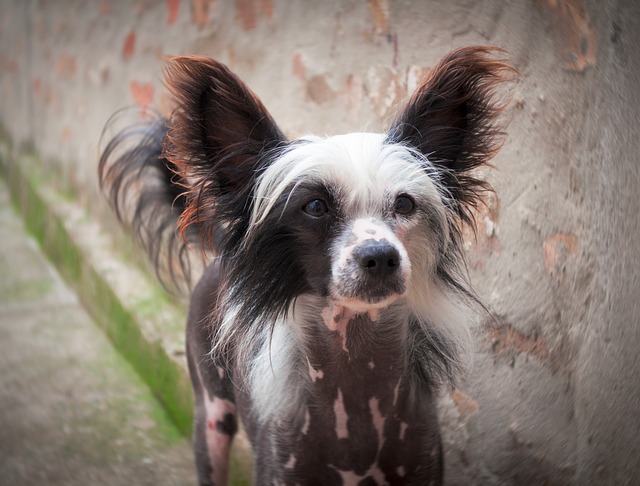 抜け毛が少ない犬種とは おすすめ9選 ブリーダーナビ