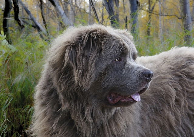 最も大きい 超大型犬 の種類一覧 ブリーダーナビ