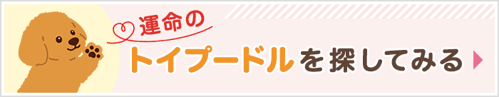トイプードルを探してみる