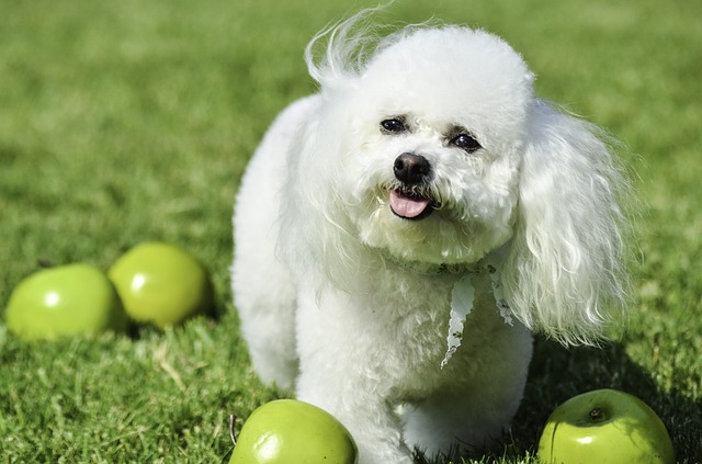 白いふわふわの犬