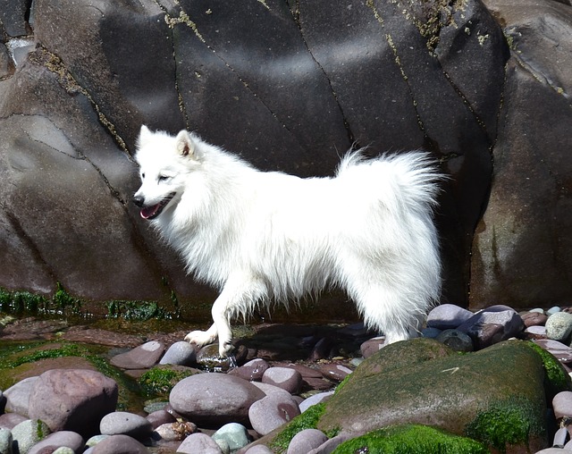 ふわふわがたまらない 白い犬種とは 7選 ブリーダーナビ