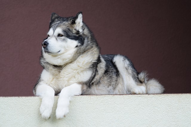 イケメン かっこいい犬種とは 17選 ブリーダーナビ