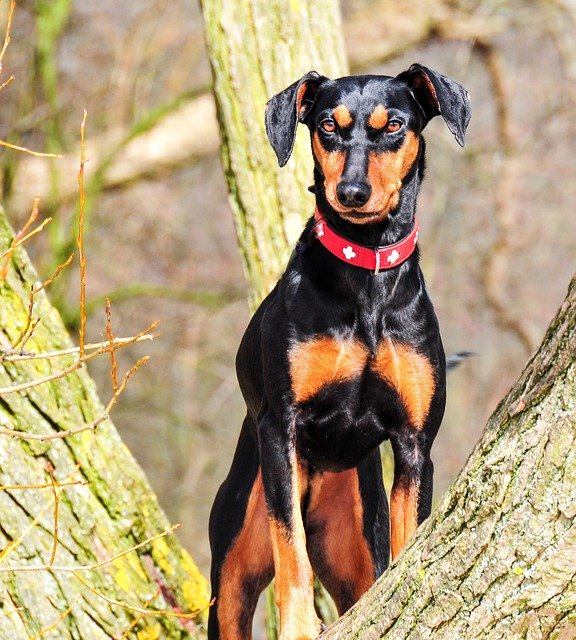 イケメン かっこいい犬種とは 17選 ブリーダーナビ