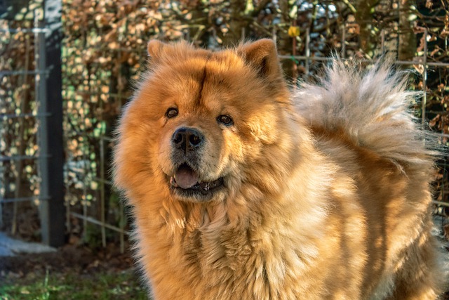 もふもふな犬の種類とは もふもふ8選 ブリーダーナビ