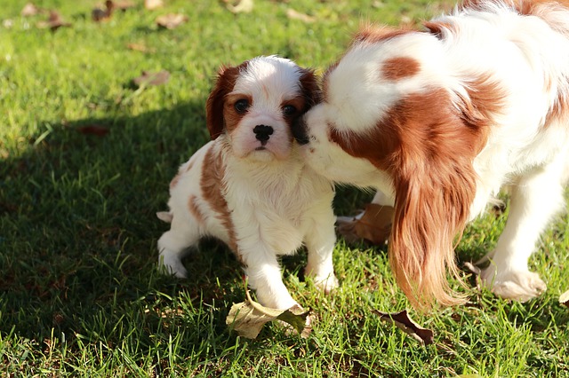 一人暮らしにおすすめな犬種は？10選