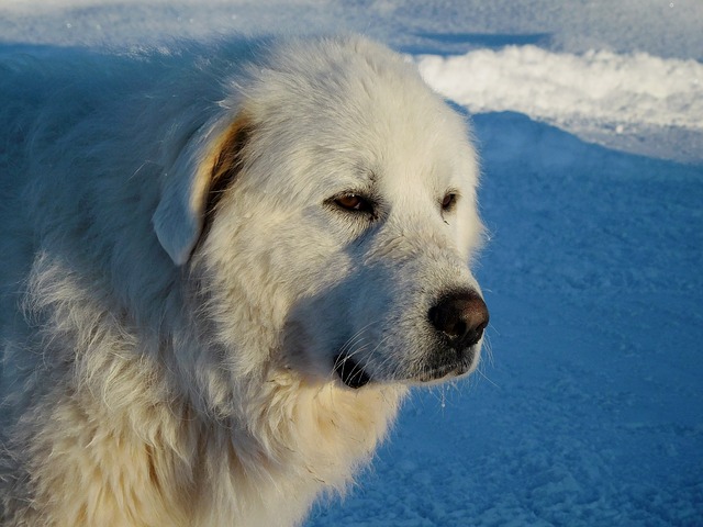 ふわふわがたまらない 白い犬種とは 7選 ブリーダーナビ