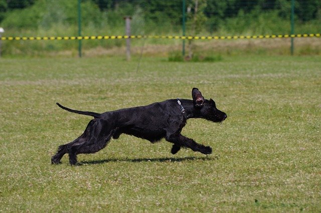 イケメン かっこいい犬種とは 17選 ブリーダーナビ