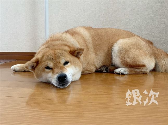 柴犬の銀次くん