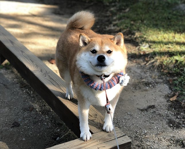 柴犬のハナちゃん