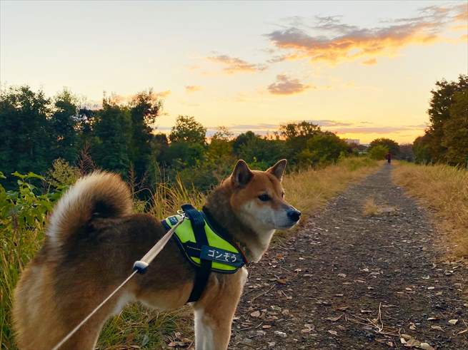 柴犬のゴンぞうくん