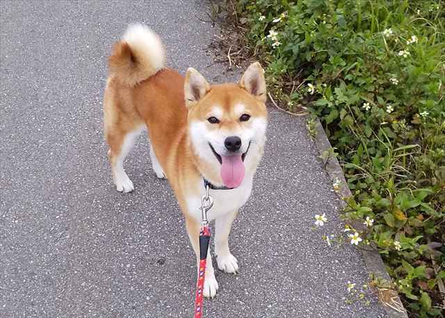 柴犬のゆんたくん