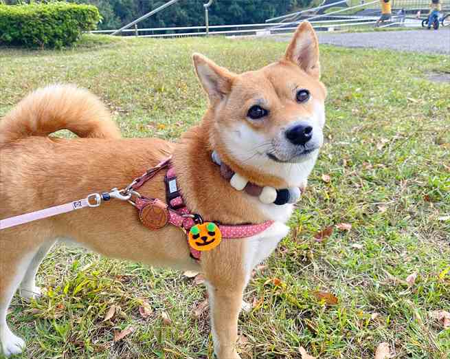 可愛い柴犬 甘えん坊な子やコスプレするワンコたちに癒されてください