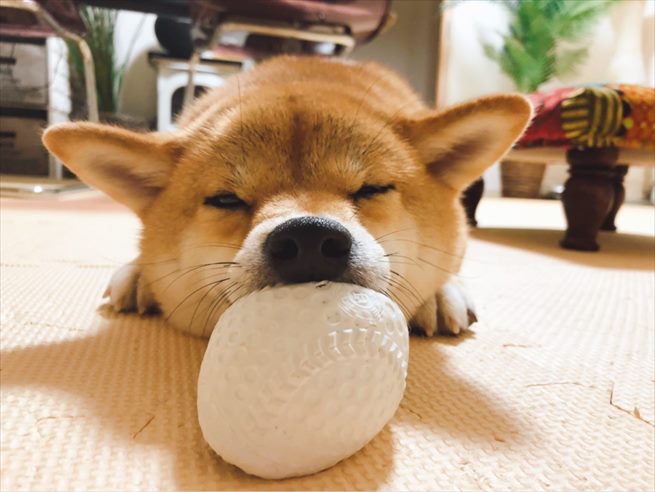 可愛い柴犬 甘えん坊な子やコスプレするワンコたちに癒されてください