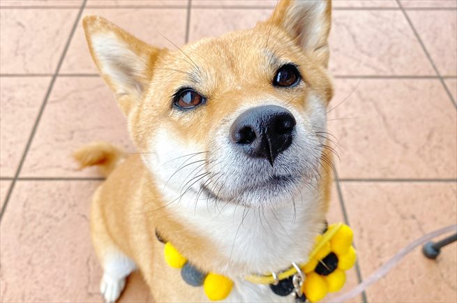 可愛い柴犬 甘えん坊な子やコスプレするワンコたちに癒されてください