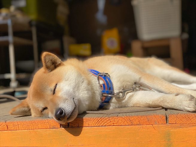 柴犬のそらくん