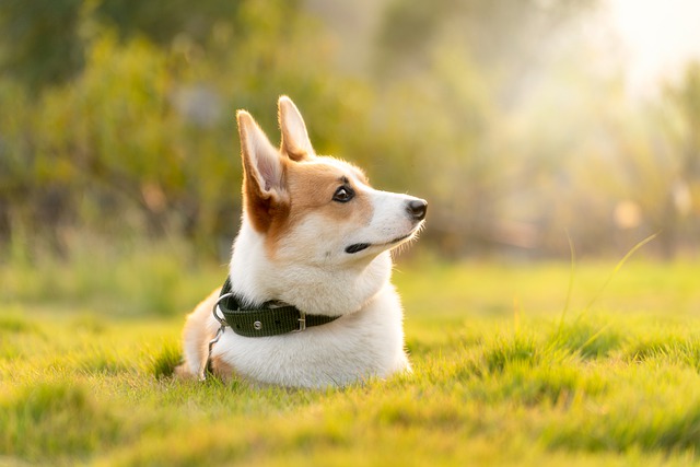 コーギーは3種類に分けられる 毛色や代表的なミックス犬も ブリーダーナビ