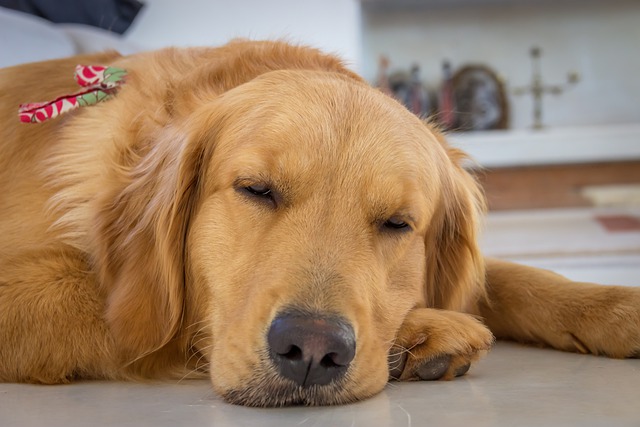 レトリバー 募集 無料 里親 ゴールデン 子犬