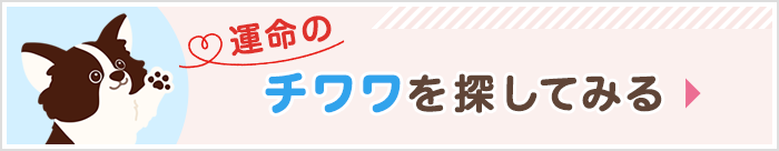 チワワを探してみる
