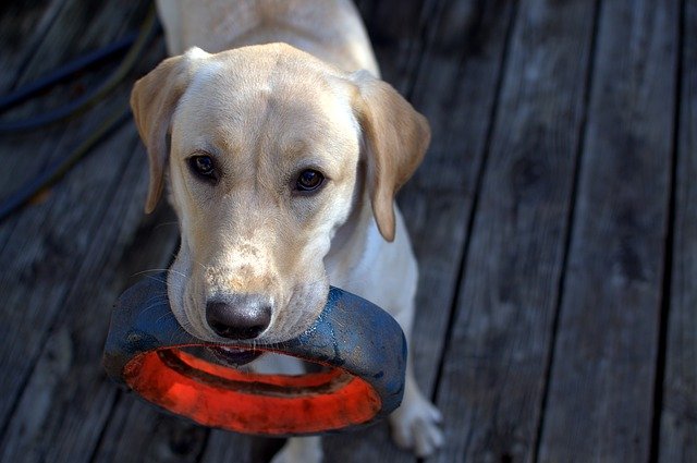 ラブラドールレトリーバーはどんな犬種？歴史や特徴などを解説