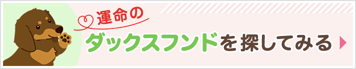 ダックスフンドの子犬を探してみる
