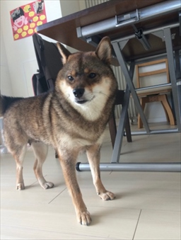 花ちゃん②