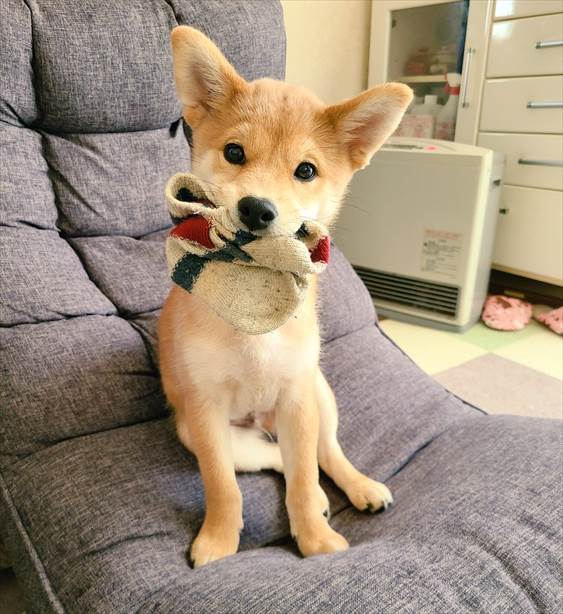 家族の愛に包まれてスクスク成長中！トーストカラーの麦くん