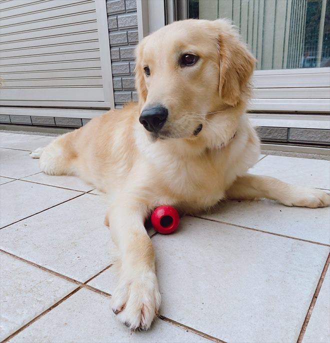 可愛いゴールデンレトリバー 温和なお顔や癒される仕草 大型犬の魅力や特徴が詰まった 写真 動画 を紹介 ブリーダーナビ