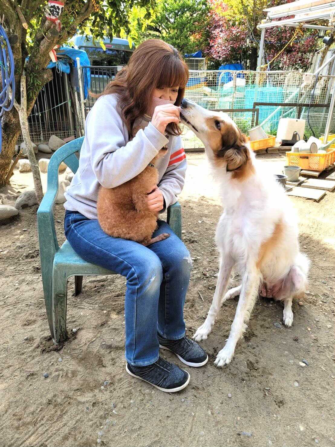 菊地ブリーダーインタビュー｜千葉県｜トイプードル、ポメラニアン、チワワ、ボルゾイ