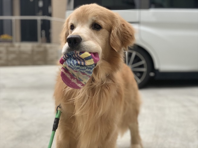 可愛いゴールデンレトリバー 温和なお顔や癒される仕草 大型犬の魅力や特徴が詰まった 写真 動画 を紹介 ブリーダーナビ