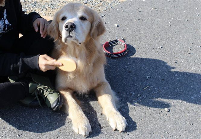 可愛いゴールデンレトリバー 温和なお顔や癒される仕草 大型犬の魅力や特徴が詰まった 写真 動画 を紹介 ブリーダーナビ